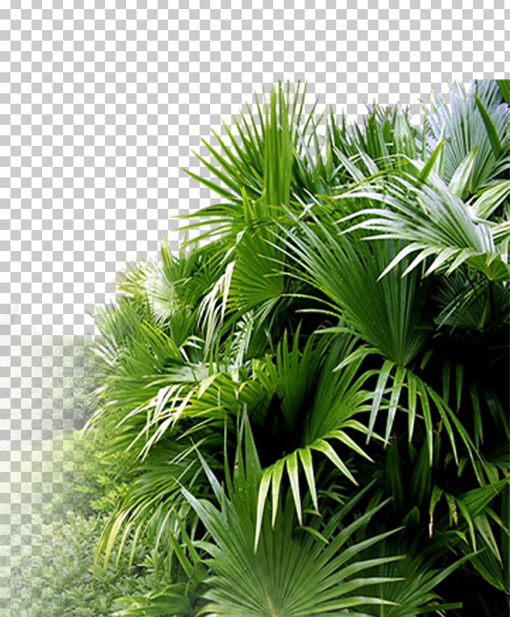 Asian Palmyra Palm Leaf Ornamental Plant Horticulture PNG, Clipart, Arecaceae, Arecales, Borassus Flabellifer, Elaeis, Evergreen Free PNG Download