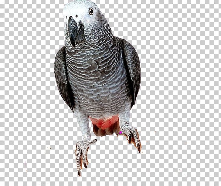 Parrot Bird Parakeet PNG, Clipart, African Grey, Animals, Beak, Bird, Common Pet Parakeet Free PNG Download