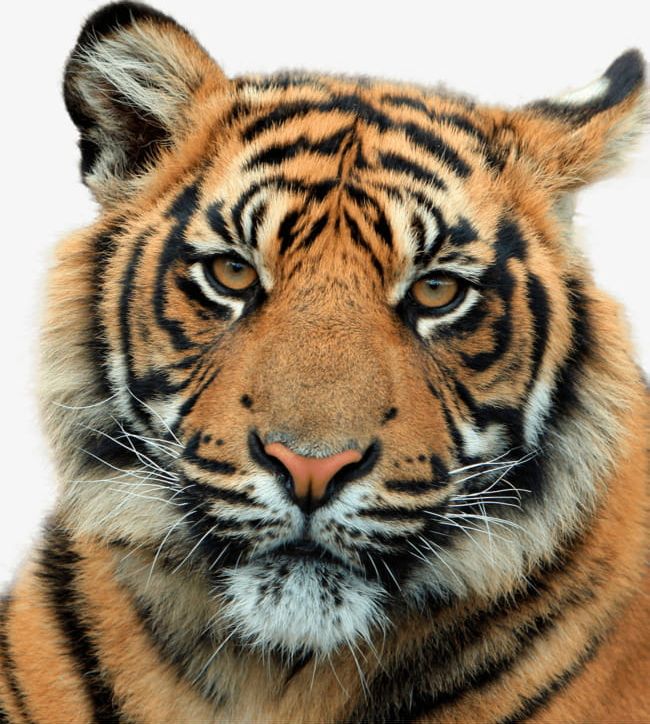 Tiger Head PNG, Clipart, Animal, Animals Hunting, Animal World, Bengal Tiger, Big Cat Free PNG Download