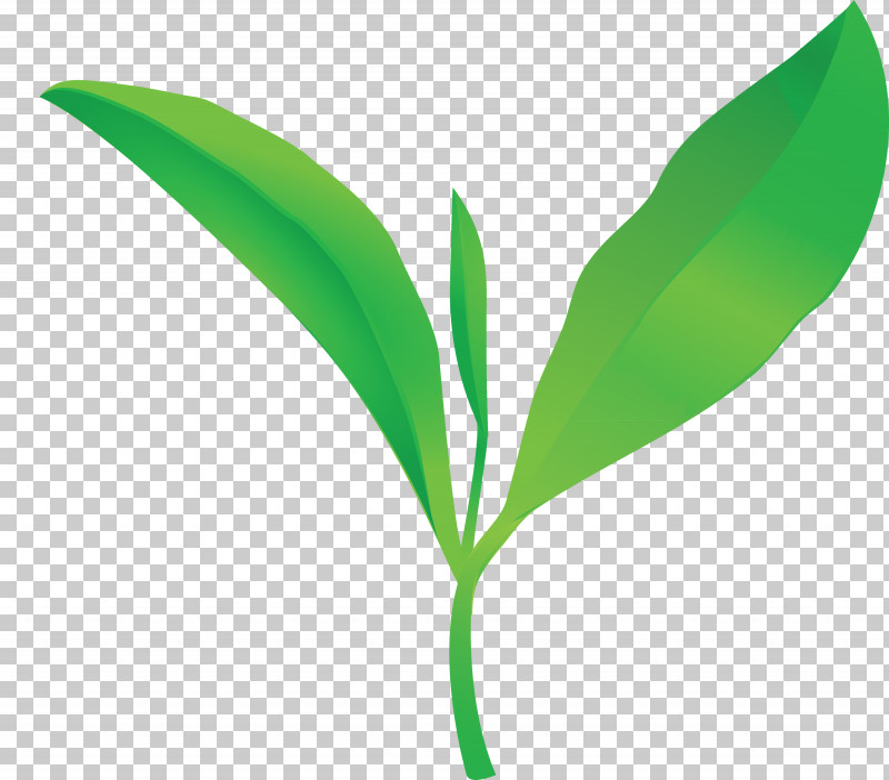 Tea Leaves Leaf Spring PNG, Clipart, Eucalyptus, Flower, Grass, Green, Herb Free PNG Download