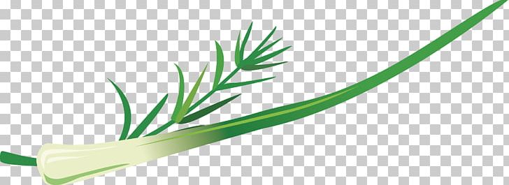 Allium Fistulosum Welsh Cuisine Grasses Leaf PNG, Clipart, Allium, Allium Fistulosum, Chinese, Family, Grass Free PNG Download