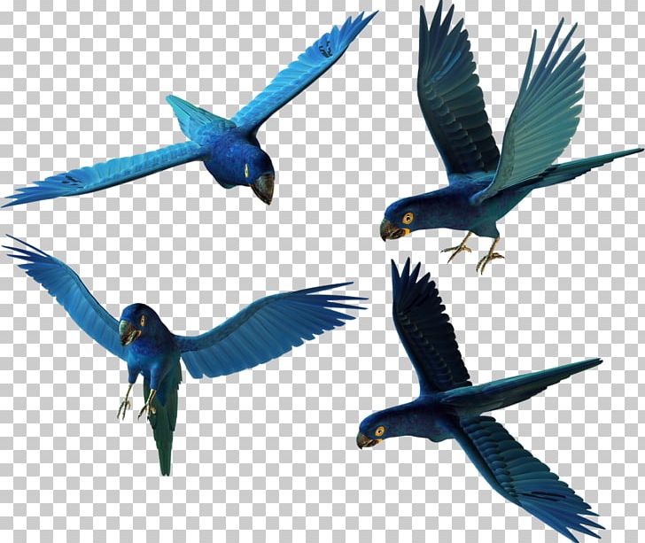 Bird Parrot Parrot PNG, Clipart, Animals, Beak, Bird, Computer Graphics, Download Free PNG Download