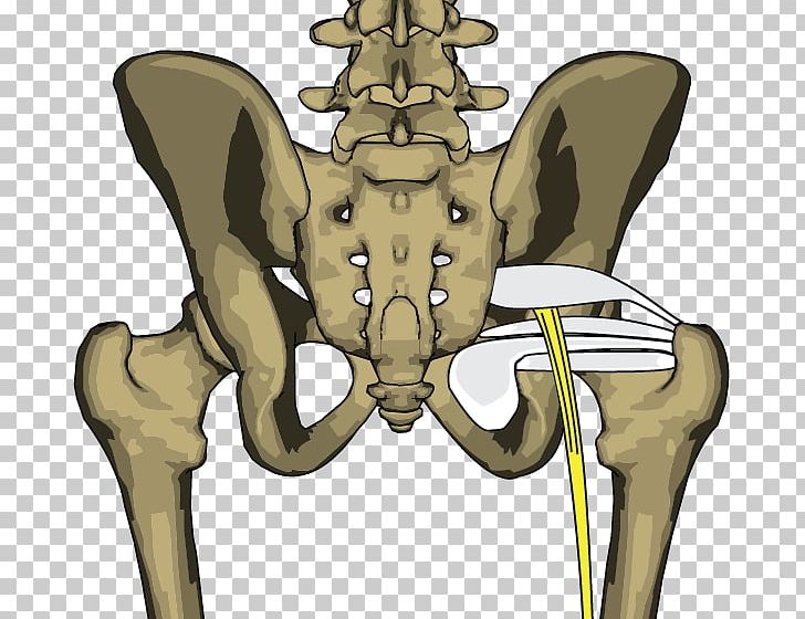Bone Piriformis Syndrome Musculi Gemelli Rhomboid Major Muscle Internal Obturator Muscle PNG, Clipart, Animal, Bone, Fantasy, Human Skeleton, Infimum And Supremum Free PNG Download