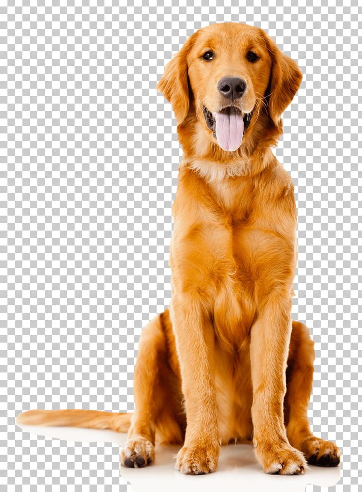 Pet Sitting Golden Retriever Labrador Retriever Puppy PNG, Clipart, Animals, Carnivoran, Companion Dog, Dog Breed, Dog Breed Group Free PNG Download