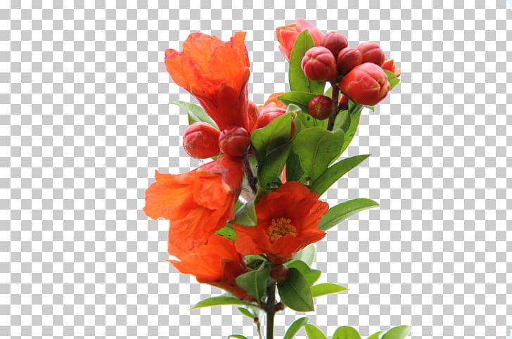 Pomegranate Juice Red Drink Flower PNG, Clipart, Artificial Flower, Auglis, Extract, Floral Design, Floristry Free PNG Download
