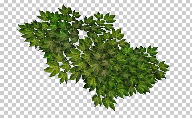 Shrub Plant Visual Arts PNG, Clipart, Branch, Diary, Dort, En Iyi, Food Drinks Free PNG Download