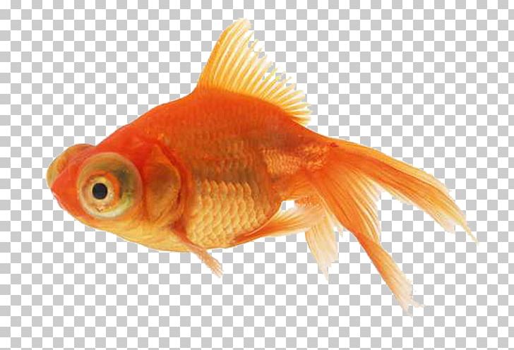 Angelfish Goldfish PNG, Clipart, Aquarium, Bony Fish, Carassius Auratus, Feed, Fin Free PNG Download