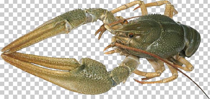 Freshwater Crab Crayfish As Food Dungeness Crab American Lobster PNG, Clipart, Animal, Animal Figure, Animals, Animal Source Foods, Arthropod Free PNG Download