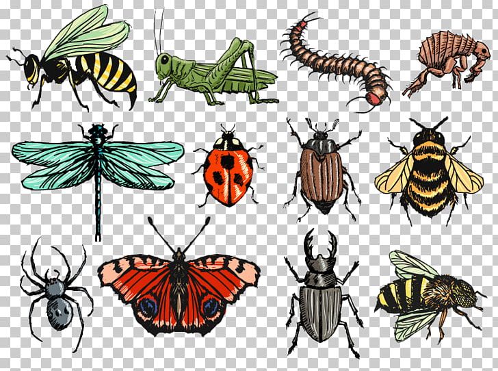 Insect Drawing Illustration PNG, Clipart, Animals, Art, Brush Footed Butterfly, Butterfly, Cartoon Free PNG Download