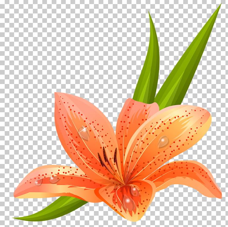 Orange Lily Madonna Lily Pink Flowers PNG, Clipart, Amaryllis Belladonna, Arumlily, Clip Art, Easter Lily, Flower Free PNG Download