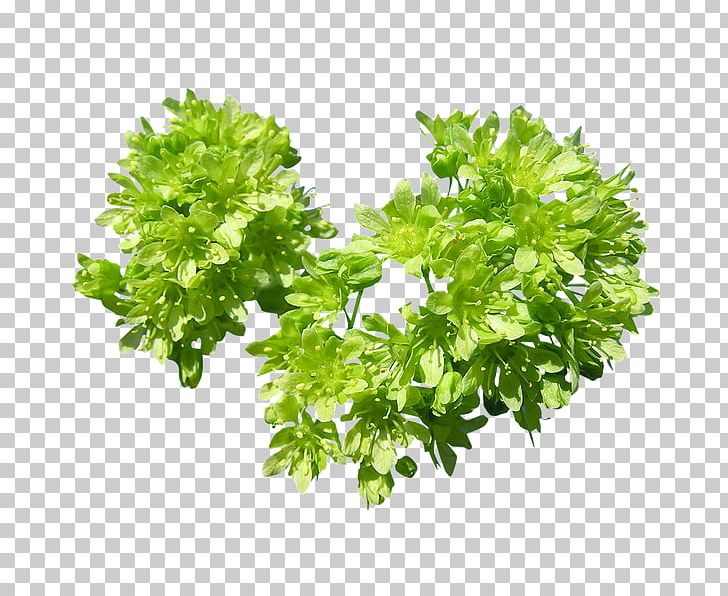 Parsley Leaf .de Tree PNG, Clipart, Computer Icons, Cut Flowers, Fines Herbes, Flower, Herb Free PNG Download