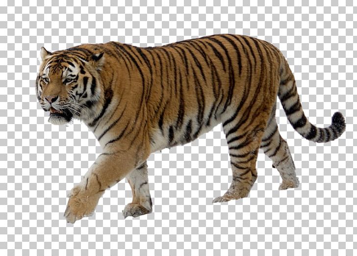 Felidae Lion Siberian Tiger Big Cat PNG, Clipart, Amur River, Animal, Animal Figure, Animals, Bengal Tiger Free PNG Download
