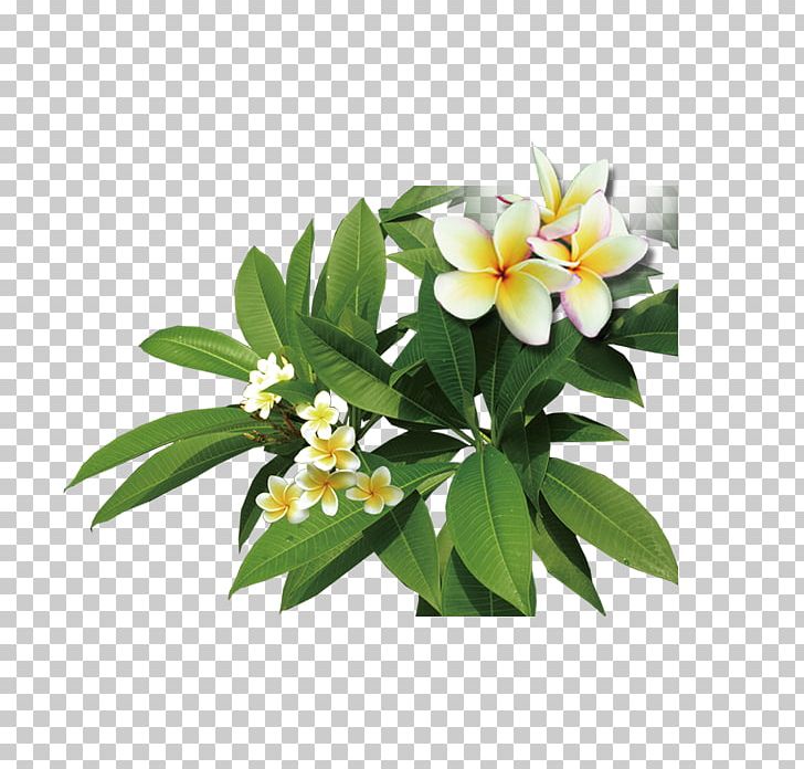 Frangipani Icon PNG, Clipart, Dots Per Inch, Download, Flower, Flowering Plant, Food Drinks Free PNG Download