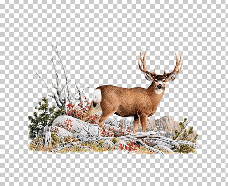 Reindeer White-tailed Deer Red Deer Glen Affric PNG, Clipart, Animal, Antler, Cartoon, Deer, Elk Free PNG Download