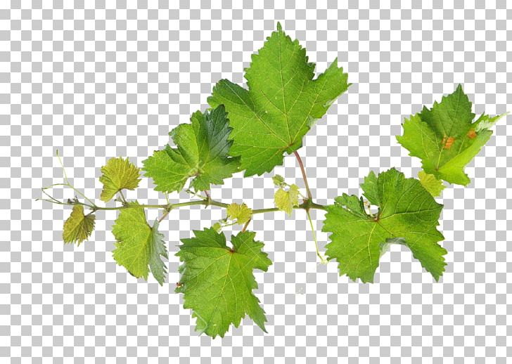 Common Grape Vine Grape Leaves Vitis Rupestris Leaf PNG, Clipart, Arame, Branch, Common Grape Vine, Fruit Nut, Grape Free PNG Download