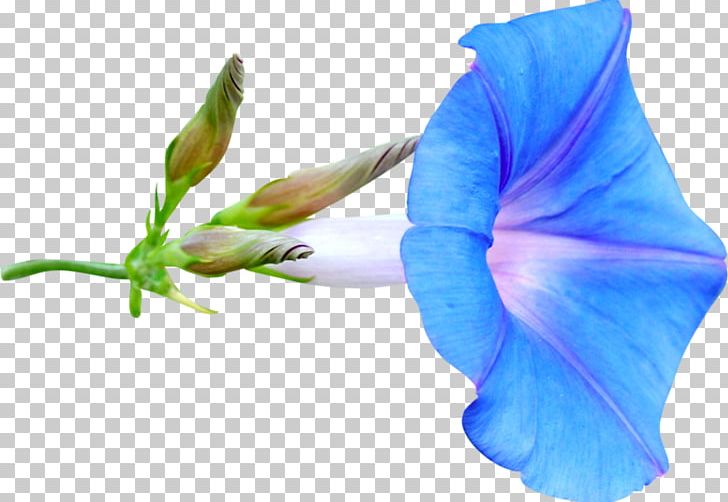 Flower PNG, Clipart, Author, Blue, Clip Art, Encapsulated Postscript, Flower Free PNG Download