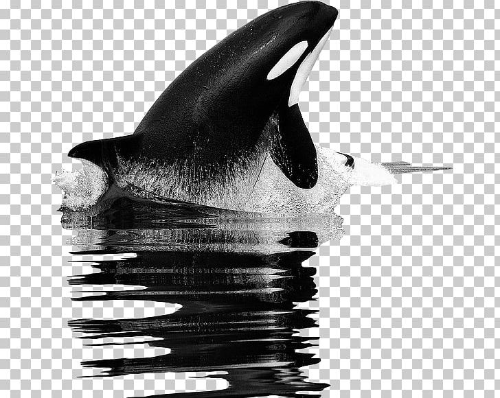 Killer Whale Tilikum United States Food Chain PNG, Clipart, Animal, Animals, Beak, Black And White, Blackfish Free PNG Download