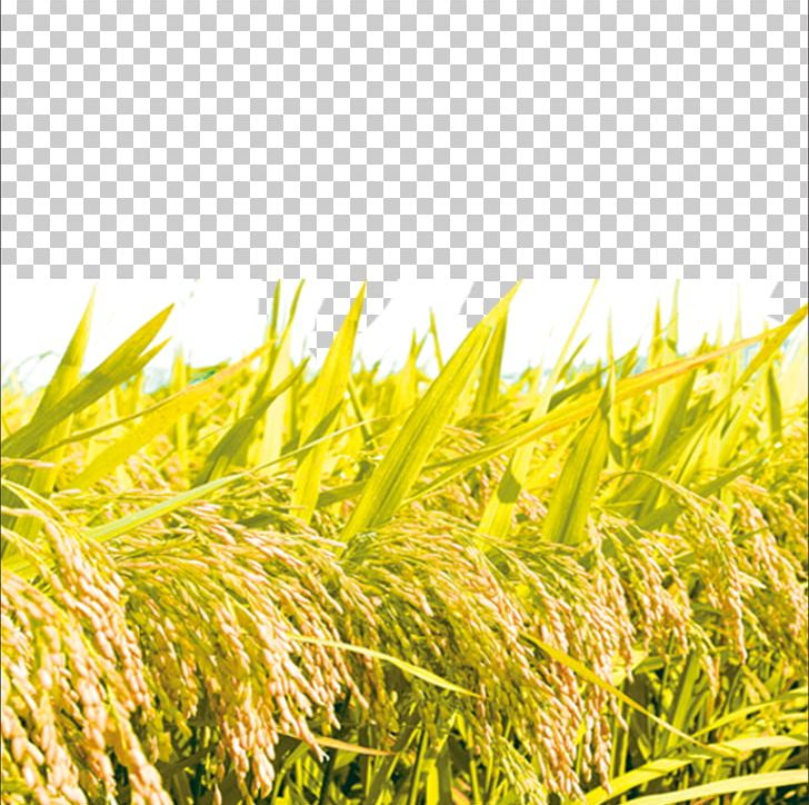 Rice PNG, Clipart, Brown Rice, Bumper Crop, Commodity, Computer Wallpaper, Crop Free PNG Download