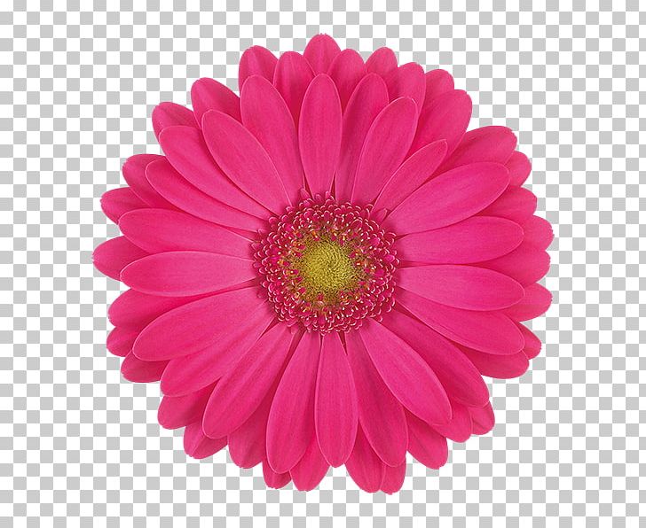 Transvaal Daisy Stock Photography Flower Chrysanthemum PNG, Clipart, Aster, Chrysanthemum, Chrysanths, Common Daisy, Cut Flowers Free PNG Download