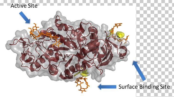 Alpha-amylase Active Site Binding Site Enzyme PNG, Clipart, Active Site, Alphaamylase, Alphagalactosidase, Alphaglucosidase, Amy Free PNG Download