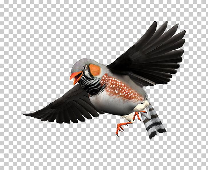 Bird Zebra Finch Beak PNG, Clipart, Bird, Bird Cage, Birds, Cartoon, Creative Free PNG Download