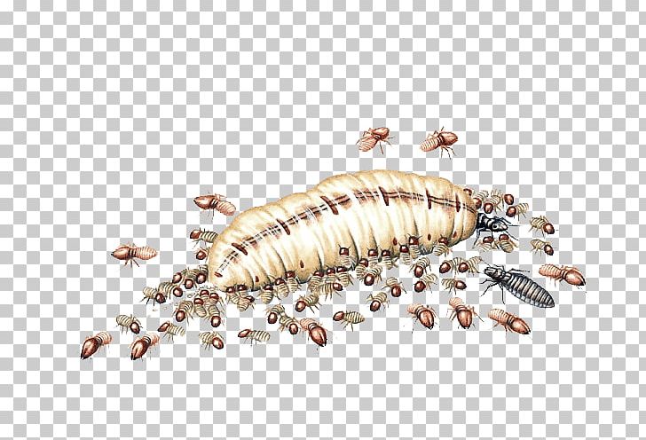 Formosan Subterranean Termite Insect Cockroach PNG, Clipart, Animaatio, Animal, Animals, Ant, Arthropod Free PNG Download