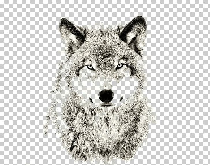Gray Wolf Sheep Sleep Lone Wolf Puppy PNG, Clipart, Advertising, Animals, Black And White, Canis Lupus Tundrarum, Carnivoran Free PNG Download