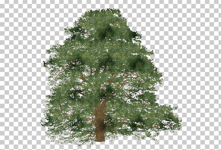 Tree Spruce Branch Shrub PNG, Clipart, 2014, 2016, Advertising, Branch, Conifer Free PNG Download