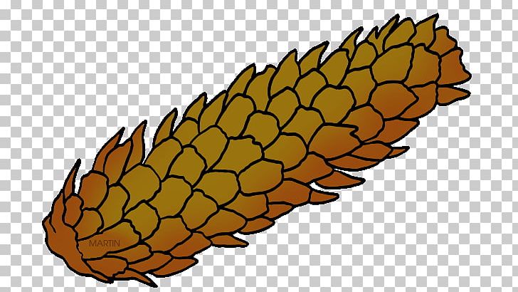 Blue Spruce Conifer Cone Pine Tree PNG, Clipart, Blue Spruce, Commodity, Cone, Conifer Cone, Fir Free PNG Download