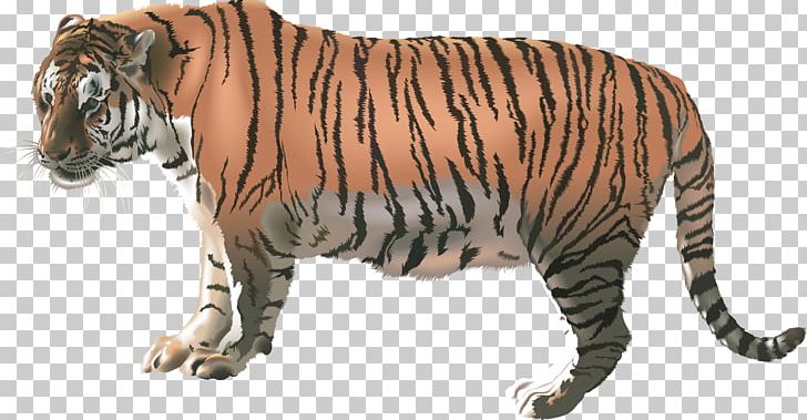 Felidae Bengal Tiger PNG, Clipart, Animal Figure, Animals, Bengal Tiger, Big Cats, Carnivoran Free PNG Download