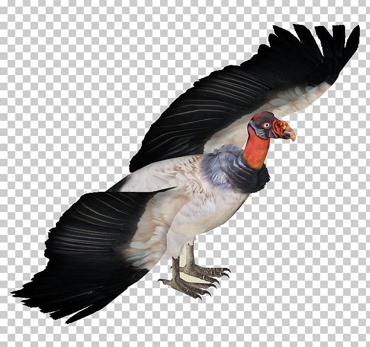 King Vulture Zoo Tycoon 2 Goose PNG, Clipart, Animals, Beak, Bird, Black Vulture, Duck Free PNG Download