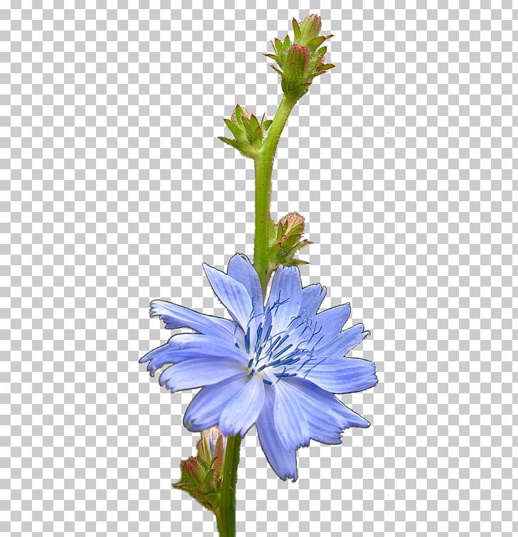 Chicory Plant Stem Flower PNG, Clipart, Brush, Chicory, Dog Grooming, Flora, Flower Free PNG Download