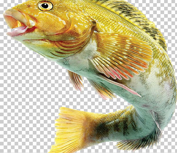 Fishermans Day Raster Graphics PNG, Clipart, Animals, Aquarium Fish, Beak, Clip Art, Day Free PNG Download
