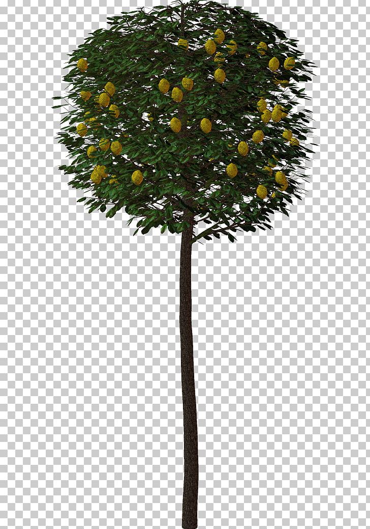 Tree Shrub PNG, Clipart, Blog, Bonsai, Branch, Download, Evergreen Free PNG Download