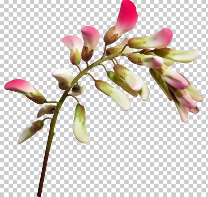 Wildflower Birthday PNG, Clipart, Alegria, Birthday, Blossom, Branch, Bud Free PNG Download