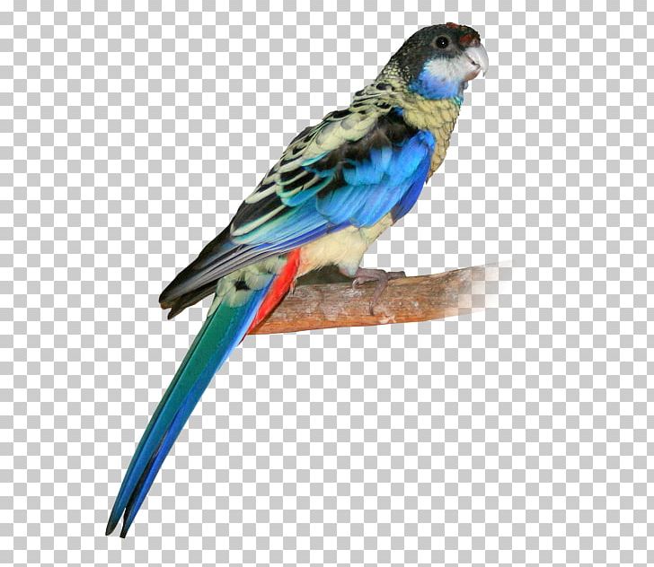 Budgerigar Lovebird Northern Rosella Eastern Rosella PNG, Clipart, Animals, Australian Ringneck, Beak, Bird, Budgerigar Free PNG Download