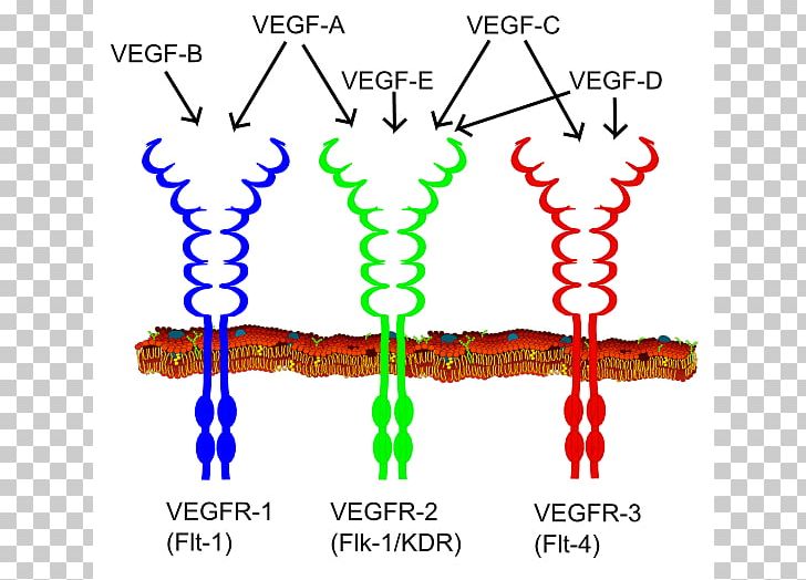 Vascular Endothelial Growth Factor VEGF Receptor Receptor Tyrosine Kinase Angiogenesis PNG, Clipart, Angiogenesis, Antibody, Area, Cell, Cell Signaling Free PNG Download