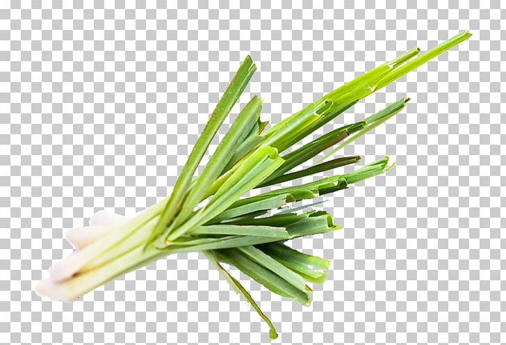 Allium Fistulosum Welsh Cuisine Leek Lemongrass Commodity PNG, Clipart, Allium, Allium Fistulosum, Commodity, Cymbopogon Citratus, Grass Free PNG Download