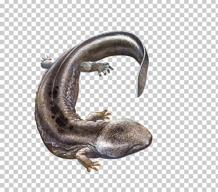 Chinese Giant Salamander Japanese Giant Salamander PNG, Clipart, Amphibian, Andrias, Animal, Animals, Biological Free PNG Download