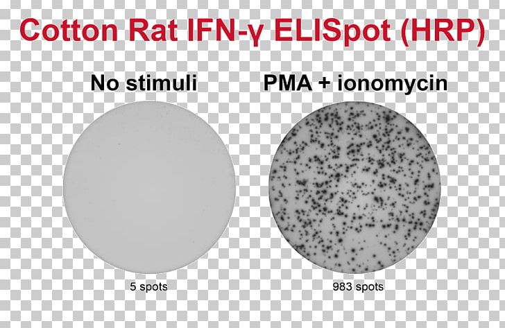 ELISPOT Peripheral Blood Mononuclear Cell Secretion Interferon Gamma PNG, Clipart, Alkaline Phosphatase, Analyte, Brand, Cell, Cells Free PNG Download