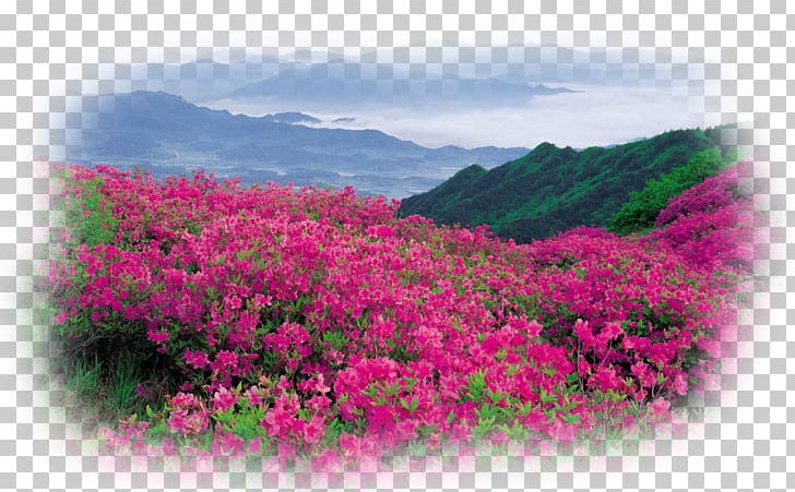 Flower Garden Landscape Desktop PNG, Clipart, 8k Resolution, Burgundy Flowers, Desktop Wallpaper, Display Resolution, Flora Free PNG Download