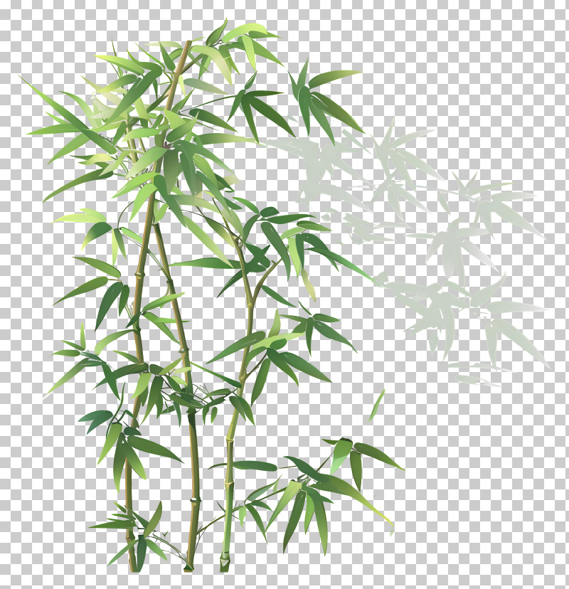 Bamboo Tree PNG