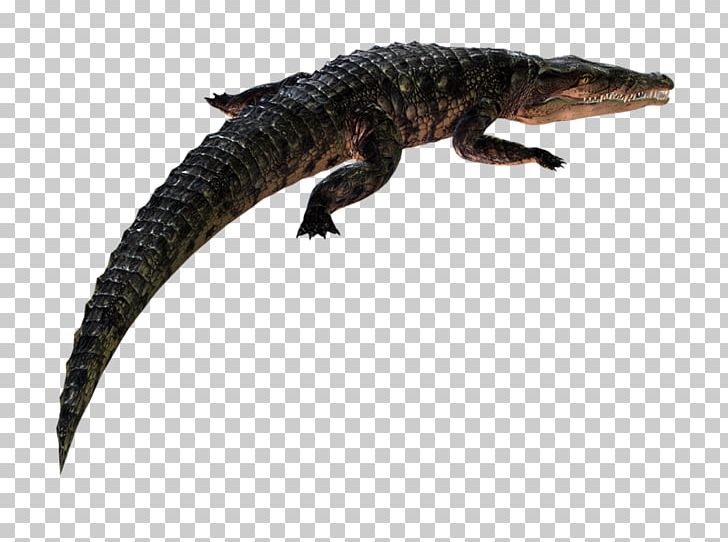 Blog Animal Crocodiles PhotoScape Caiman PNG, Clipart, Amphibian, Animal, Blog, Caiman, Cocodrilo Free PNG Download
