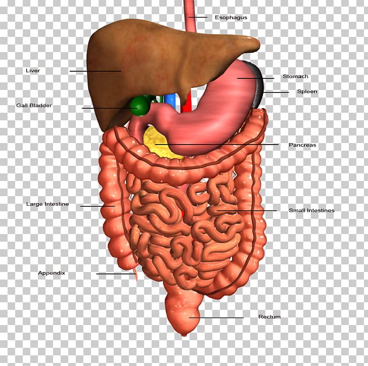 Gastrointestinal Tract Human Digestive System Organ Digestion Human Body PNG, Clipart, Abdomen, Anatomy, Brain, Chest, Chin Free PNG Download