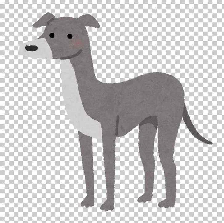 Italian Greyhound Whippet Spanish Greyhound Sloughi PNG, Clipart, Animal, Animal Figure, Breed, Carnivoran, Dog Free PNG Download