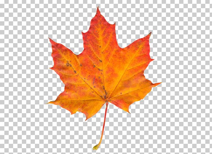 Leaf Display Resolution PNG, Clipart, Autumn, Autumn Leaf Color, Desktop Wallpaper, Display Resolution, Green Free PNG Download