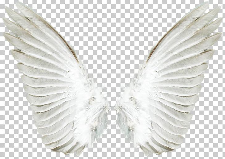 Portable Network Graphics Computer File Wing PNG, Clipart, Angel, Angel Wings, Background, Beak, Download Free PNG Download