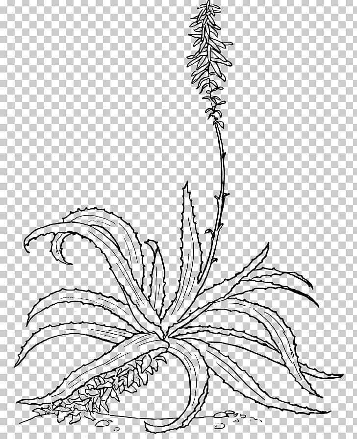 Aloe Vera Drawing Botany Aloe Marlothii Aloe Arborescens PNG, Clipart, Aloe, Area, Artwork, Black And White, Botanical Illustration Free PNG Download