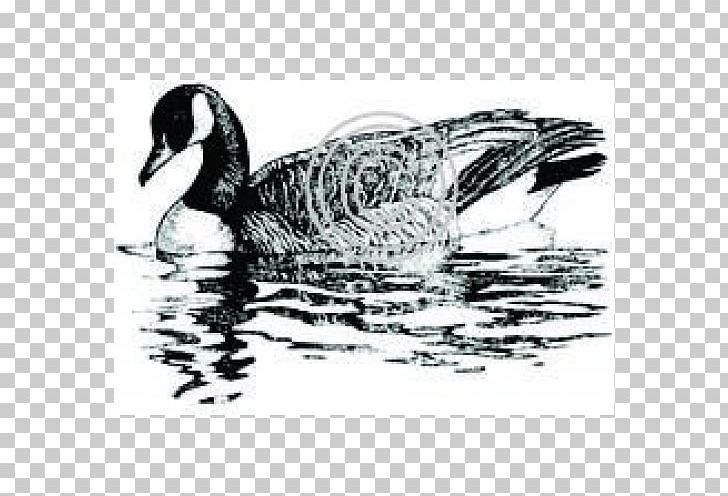Duck Goose Fowl Feather Drawing PNG, Clipart, Animals, Beak, Bird, Black And White, Canada Goose Free PNG Download