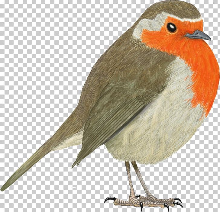 European Robin Bird Science Nature PNG, Clipart, Animals, Beak, Biology, Bird, Drawing Free PNG Download
